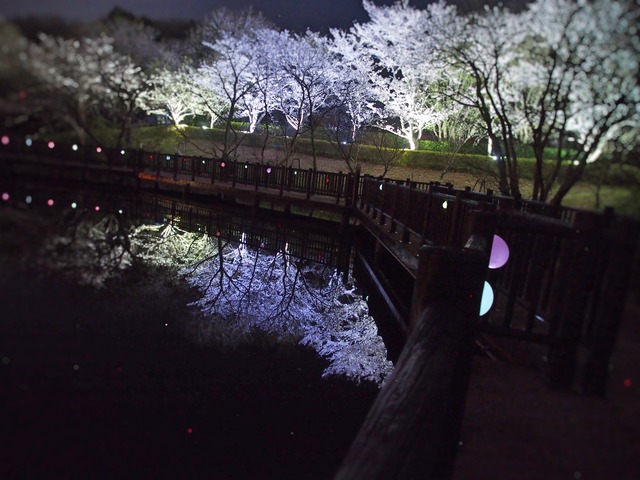 満開に咲いている桜がライトアップされ、水面にもライトアップされた桜が映し出されている写真