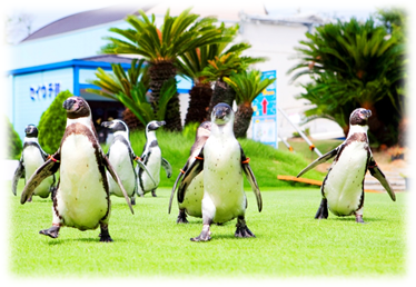 緑の芝生の上を7羽のペンギンが歩いている写真