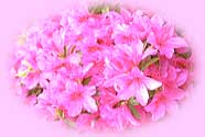 ピンクの花が咲き誇っている美浜町の花ツツジの写真