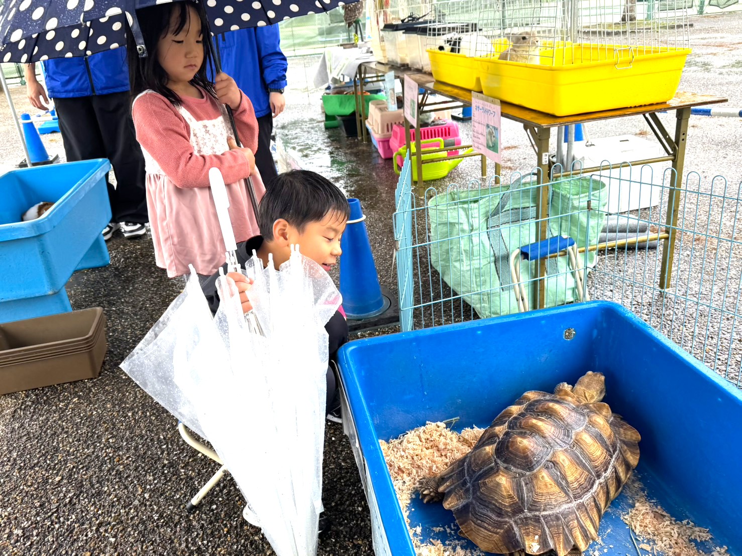 第42回美浜町産業まつりのふれ愛動物園のブースで子供がケヅメリクガメを覗いている様子
