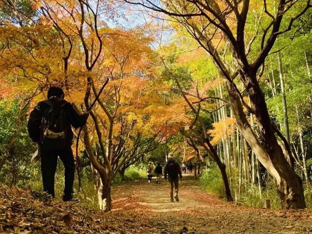 里山を楽しむOrangeDayで参加者が紅葉に染まったオレンジロードを散策している様子