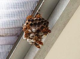 アシナガスズメバチの巣にたくさんの蜂が集まっている写真