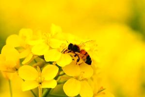 黄色い菜の花にとまり、蜜を集めているミツバチの写真