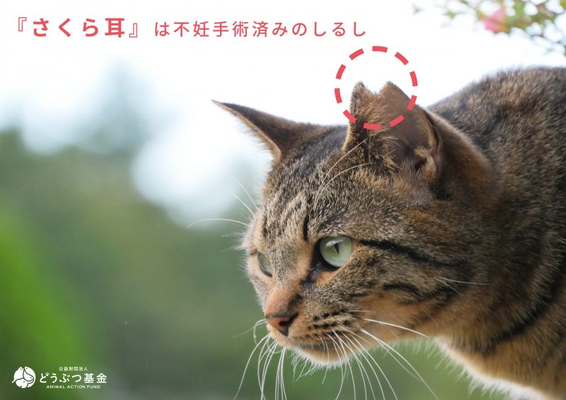 「「さくら耳」は不妊手術済みのしるし」の文と、耳の部分を桜の花びらのようにV字カットしたさくらねこの写真