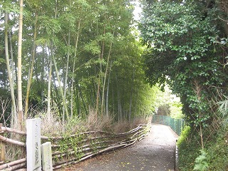 奥まで続く細道の道路に沿って左側は竹のフェンスに囲まれた場所に竹が植えられ、右側にも気が茂ってりう住宅街の中にある竹やぶを写した写真