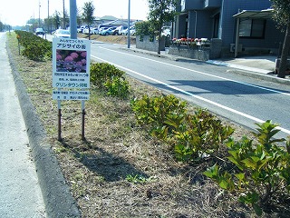 道路の中央分離帯に「みんなでつくろうアジサイの街」と書かれた看板が立てられ、植えられたアジサイが並んでいる「アジサイロード」の写真
