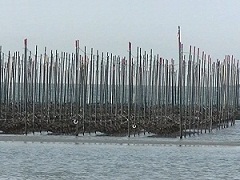 海岸に設置されている海苔の養殖の為の支柱をアップで写した写真