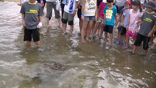 海に放流され泳いでいくウミガメと、放流されたウミガメを見ている沢山の子ども達の写真
