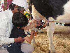 酪農家の男性の膝に座って乳しぼり体験をしている男の子の写真