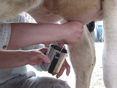 牛の乳を絞ってコップに入れている写真