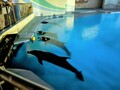 大きなプールの端に集まっている4頭のイルカたちの写真