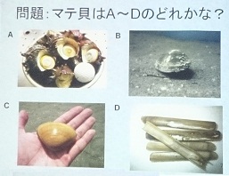 4種類の貝の写真がのっている問題パネルの写真