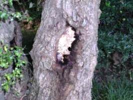 オオスズメバチの巣(木の洞)