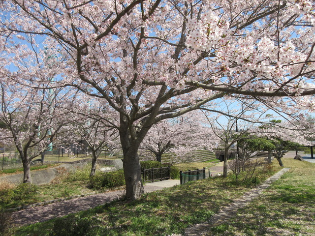 公園に咲いている複数の満開の桜の木を昼間に撮影した写真