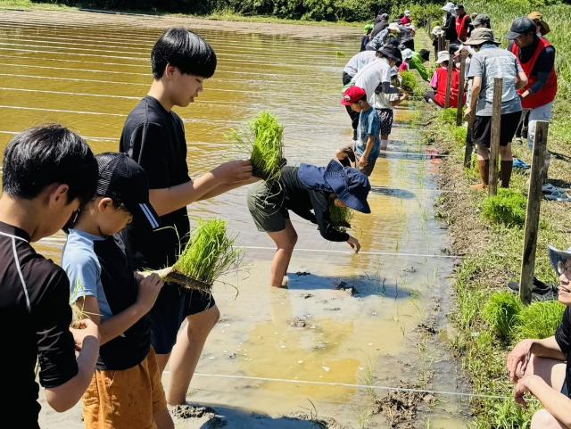 みはま祝い餅プロジェクトにおいて、参加者が田植えをしている様子。