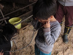 聴診器を耳に当て子牛の心音を聞いている男の子の写真