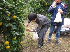 みかんを試食している人と、その前ではさみを使って上手にみかんをちぎっている男の子の写真