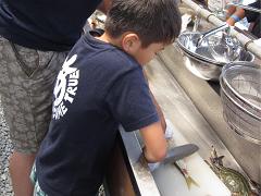 包丁を使ってまな板に乗った魚を捌いている子どもの写真