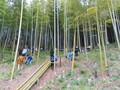 参加者たちが竹林に入っている写真