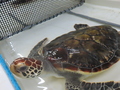 容器に入っているウミガメが水面から顔を出している写真
