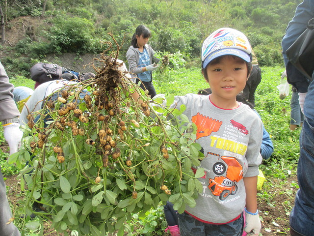 収穫した落花生が沢山の実のっているのを見せている男の子の写真