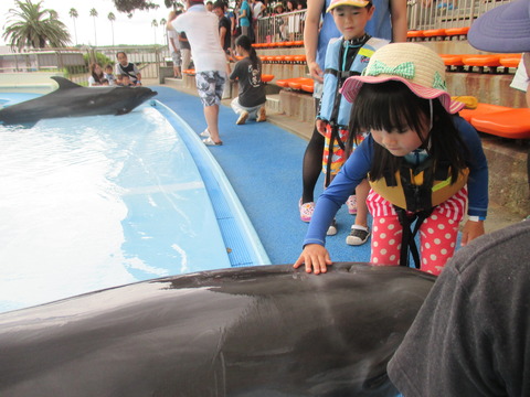 イルカの背中に優しくタッチしている女の子とその様子を後ろで見ている男の子の写真
