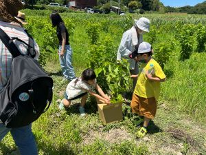 晴れた日の屋外で、桑の葉を採取した男の子と女の子が段ボールに桑の葉を入れようとしている写真
