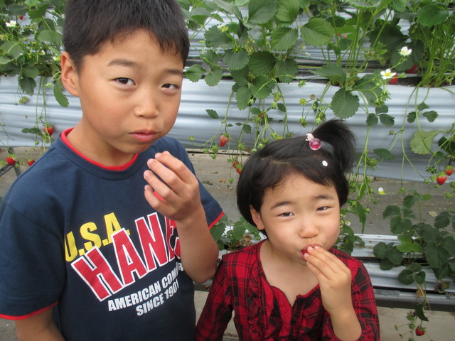 採れたてのイチゴを食べている男の子と女の子の写真