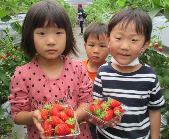 採れたてのイチゴが沢山入った透明のパックを持っている3人の子どもたちの写真