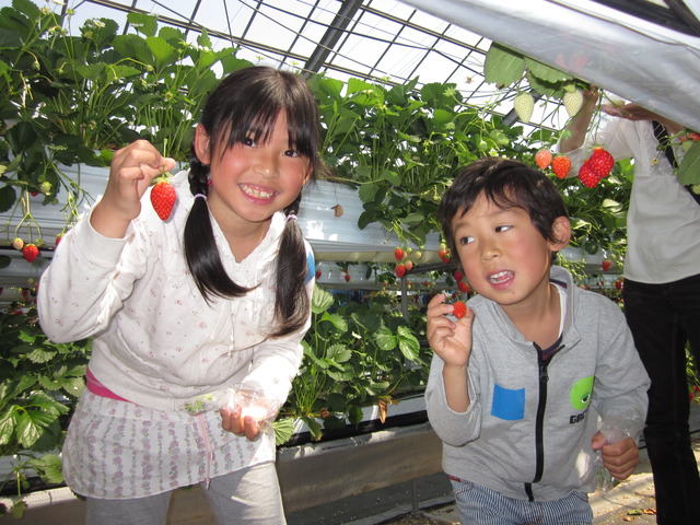 摘みたてのイチゴを持って笑顔で立っている男の子と女の子の写真