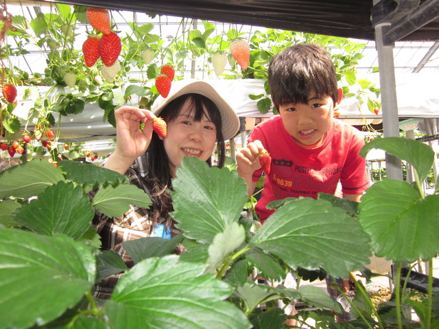 イチゴの葉の奥で摘み取ったイチゴを持って笑顔の男の子と母親の写真