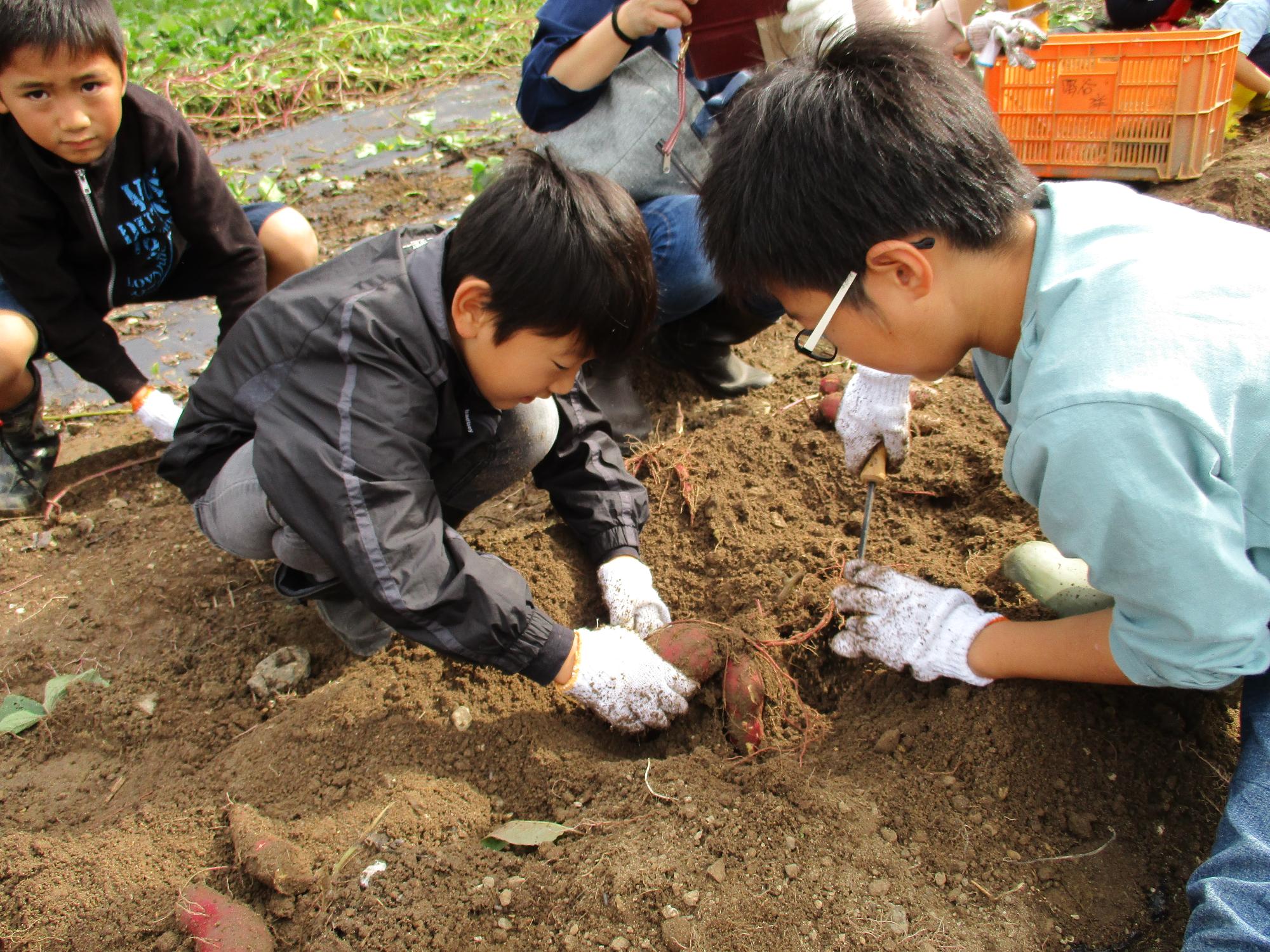 軍手をはめた男の子たちが地面からサツマイモを掘り出している写真