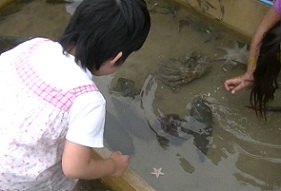 プールの中の魚やカニを観察したり、触れ合ったりしている子どもの写真