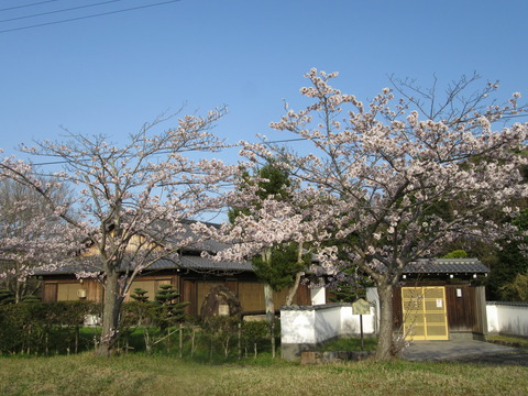 平屋建ての建物前にきれいに咲いた桜の木が並んで植えられている写真